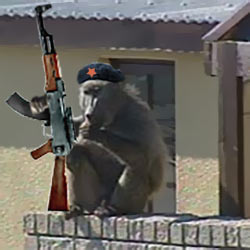Baboon Guerilla Baboon Guerilla