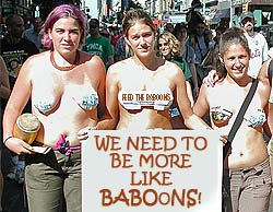 Baboons Baboons