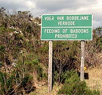 Baboons Feeding Baboons Feeding