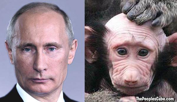Pootie-Poo monkey