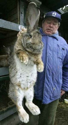 rabbit north korea blog pic