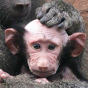 Pootie-Poo monkey