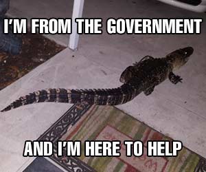 Alligator