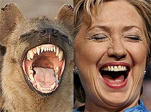 Hillary Hyena DNA