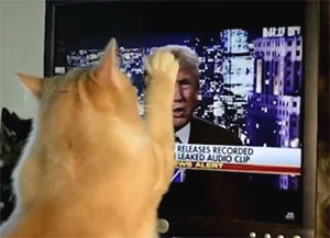 Donald Trump pussy
